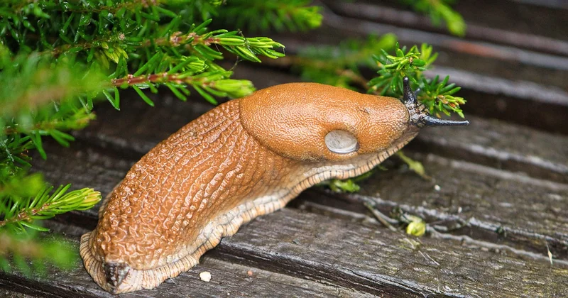 Pourquoi un slug bien fait change vraiment quelque chose